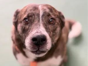 Cachorro raça SRD-ViraLata idade 4 anos nome Whisky