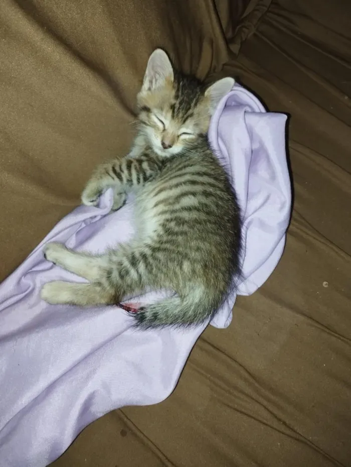 Gato raça SRD-ViraLata idade 2 a 6 meses nome Lola