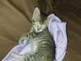 Lola