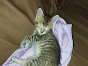 Gato raça SRD-ViraLata idade 2 a 6 meses nome Lola