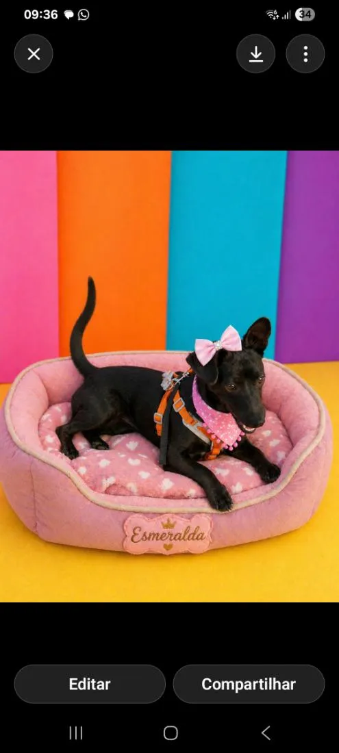 Cachorro raça SRD-ViraLata idade 2 a 6 meses nome Esmeralda ( Esme)