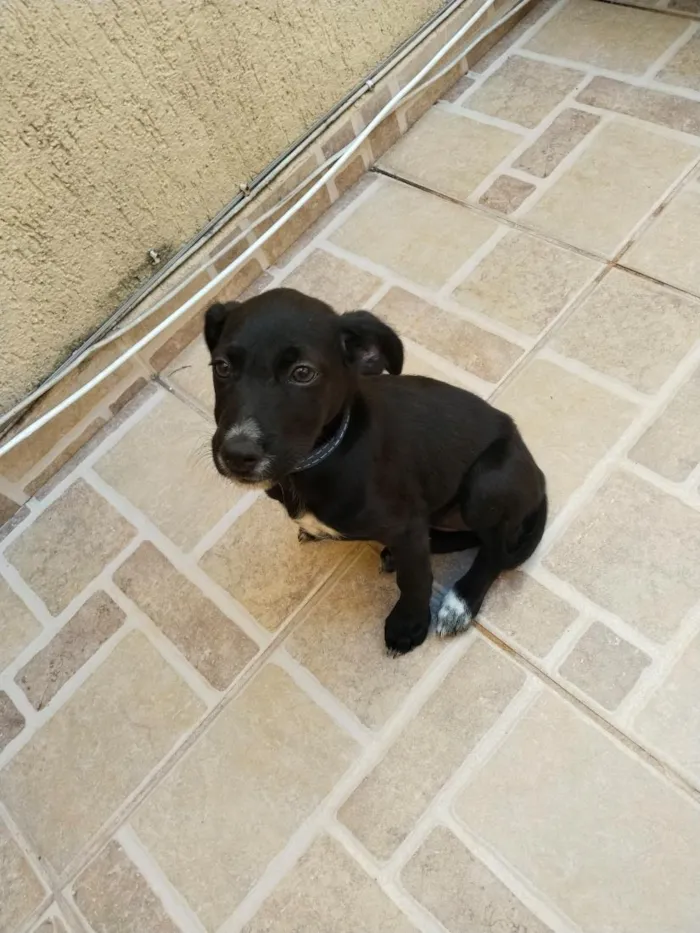 Cachorro raça SRD-ViraLata idade 2 a 6 meses nome coca
