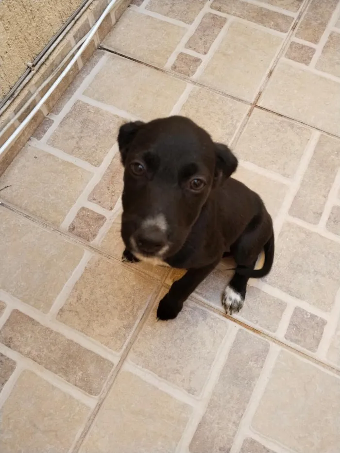 Cachorro raça SRD-ViraLata idade 2 a 6 meses nome coca