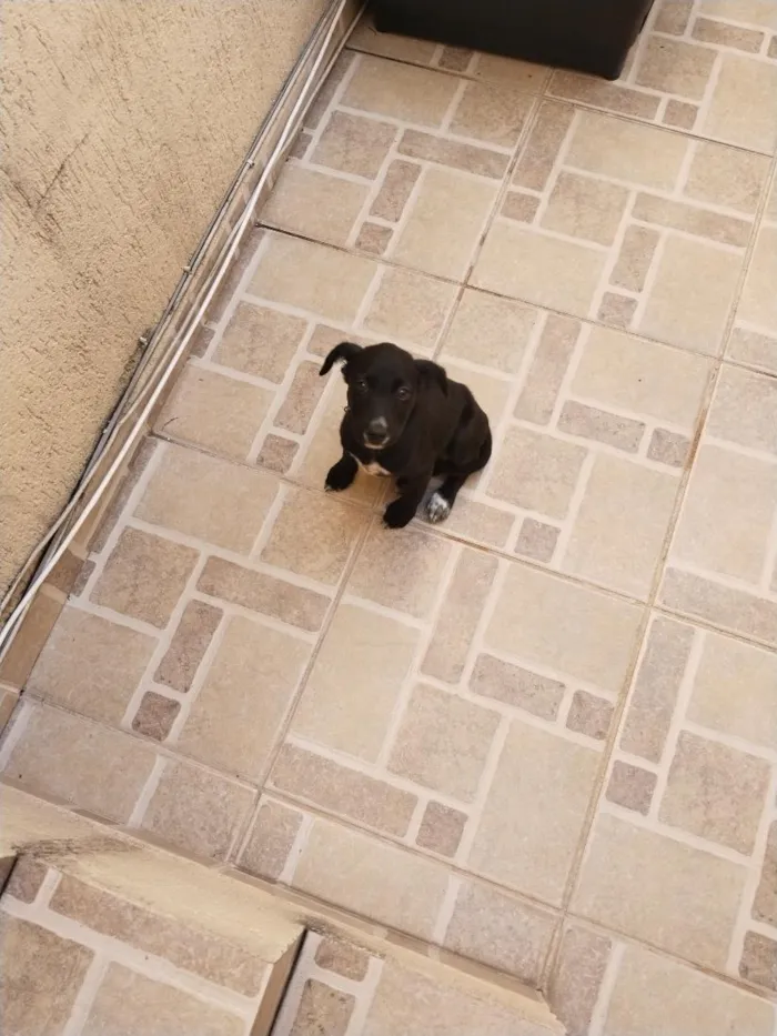 Cachorro raça SRD-ViraLata idade 2 a 6 meses nome coca