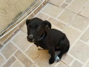 Cachorro raça SRD-ViraLata idade 2 a 6 meses nome coca