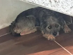 Cachorro raça SRD-ViraLata idade 1 ano nome coloquei de preta