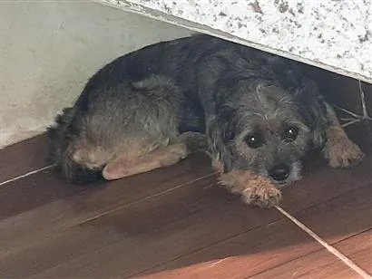 Cachorro raça SRD-ViraLata idade 1 ano nome coloquei de preta