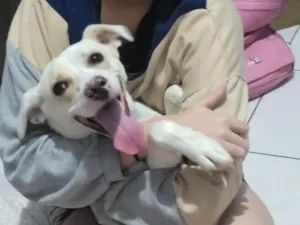 Cachorro raça SRD-ViraLata idade 2 anos nome Pandora
