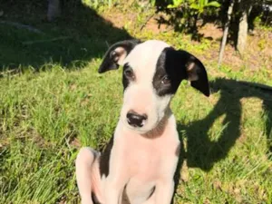 Cachorro raça SRD-ViraLata idade 2 a 6 meses nome Bandit