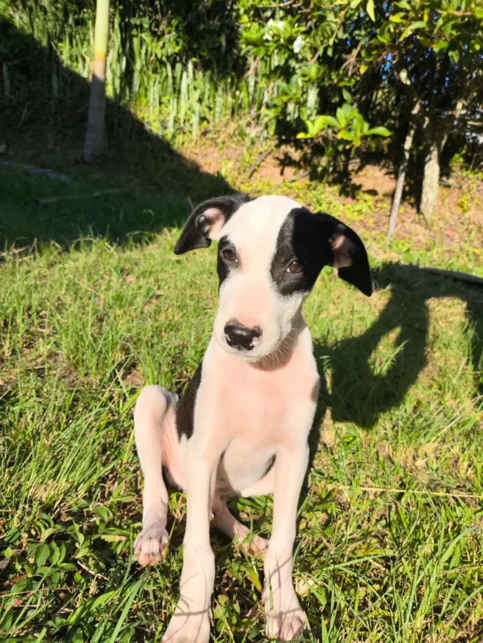 Cachorro raça SRD-ViraLata idade 2 a 6 meses nome Bandit