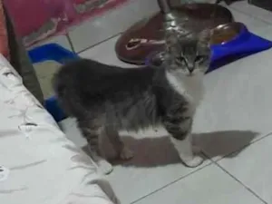 Gato raça SRD-ViraLata idade 7 a 11 meses nome Arrepiadinha 