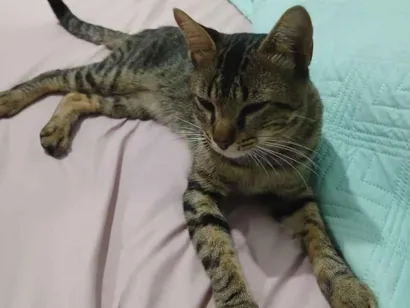 Gato raça SRD-ViraLata idade 1 ano nome Pingo