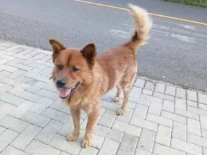 Cachorro raça SRD-ViraLata idade 2 a 6 meses nome reury