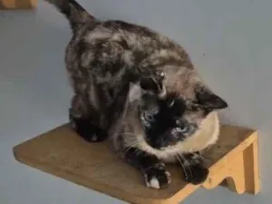 Gato raça SRD-ViraLata idade 1 ano nome Lua