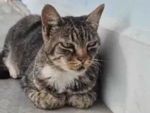 Gato raça SRD-ViraLata idade 3 anos nome Bebezinho
