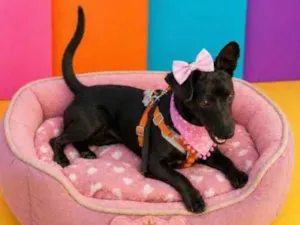 Cachorro raça SRD-ViraLata idade 2 a 6 meses nome Esmeralda ( Esme)