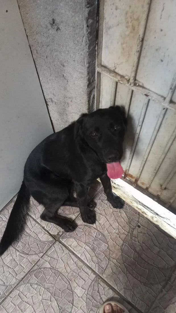 Cachorro raça SRD-ViraLata idade 2 anos nome Dexter
