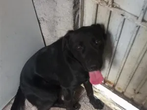 Cachorro raça SRD-ViraLata idade 2 anos nome Dexter