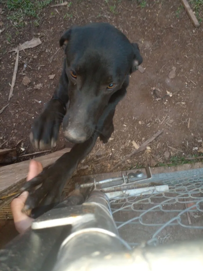 Cachorro raça SRD-ViraLata idade 7 a 11 meses nome Bernardo