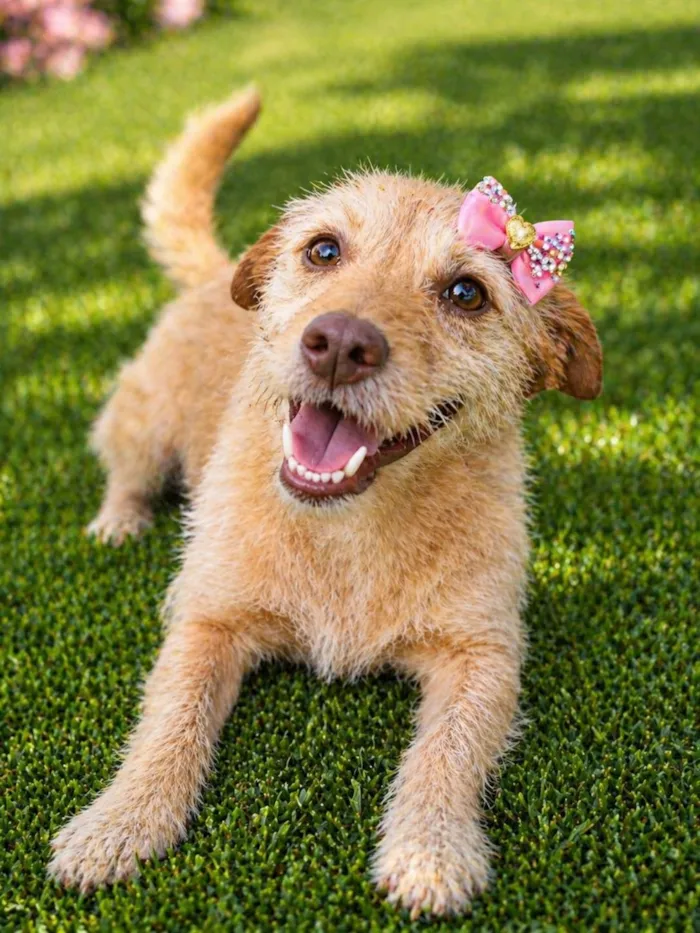 Cachorro raça SRD-ViraLata idade 2 anos nome Polly