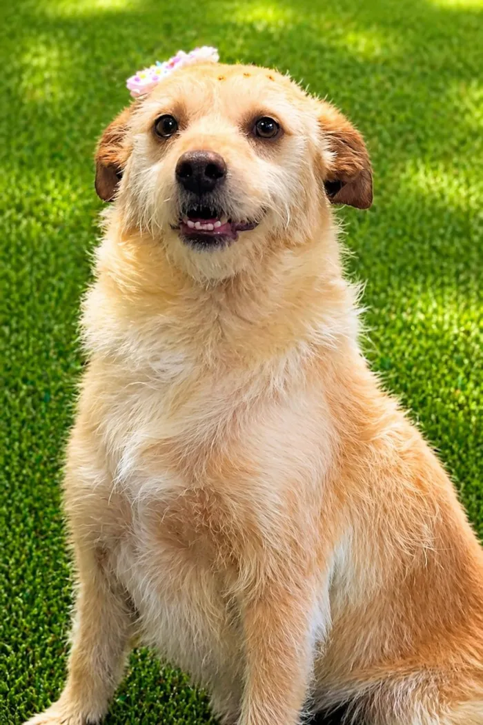 Cachorro raça SRD-ViraLata idade 2 anos nome Polly