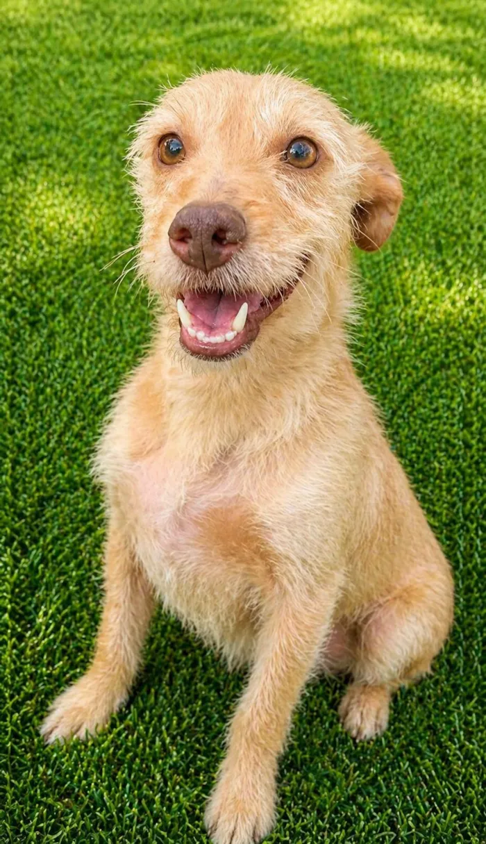 Cachorro raça SRD-ViraLata idade 2 anos nome Polly