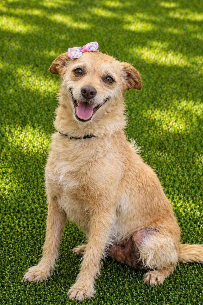 Cachorro raça SRD-ViraLata idade 2 anos nome Polly
