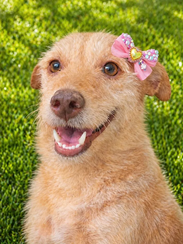 Cachorro raça SRD-ViraLata idade 2 anos nome Polly