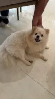 Amora 