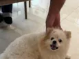 Amora 
