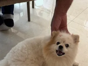 Cachorro raça Spitz Alemão idade 5 anos nome Amora 