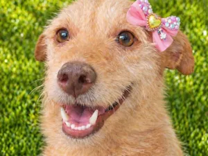 Cachorro raça SRD-ViraLata idade 2 anos nome Polly