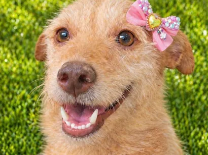 Cachorro raça SRD-ViraLata idade 2 anos nome Polly