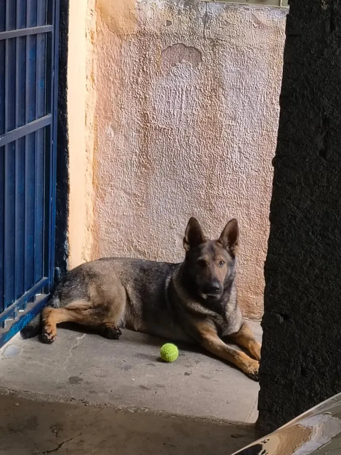 Cachorro raça Pastor Alemão idade 3 anos nome Nina