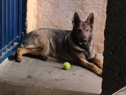 Cachorro raça Pastor Alemão idade 3 anos nome Nina