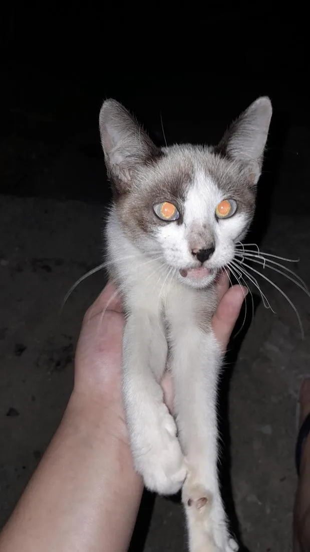 Gato raça SRD-ViraLata idade 2 a 6 meses nome lua