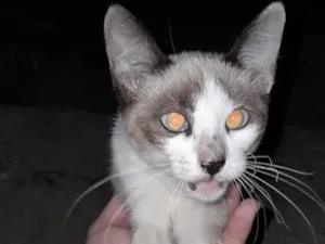 Gato raça SRD-ViraLata idade 2 a 6 meses nome lua