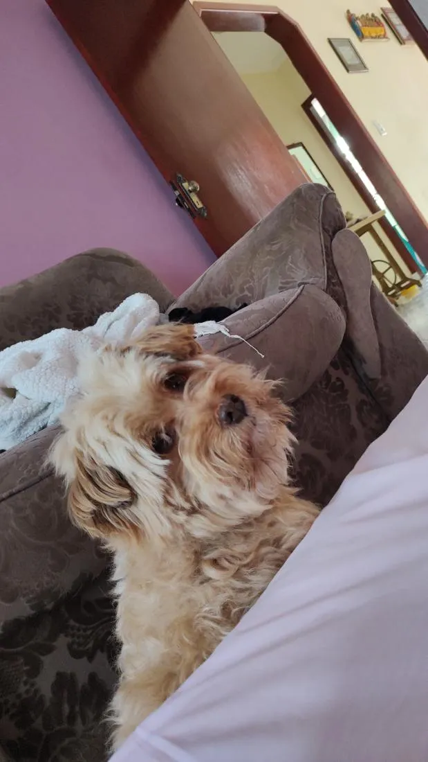 Cachorro raça SRD-ViraLata idade 6 ou mais anos nome Lion