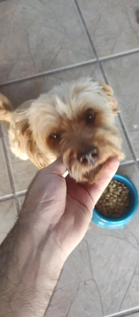 Cachorro raça SRD-ViraLata idade 6 ou mais anos nome Lion