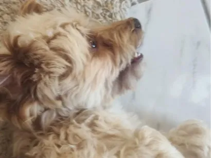 Cachorro raça SRD-ViraLata idade 6 ou mais anos nome Lion