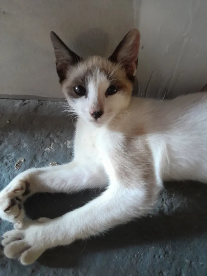 Gato raça SRD-ViraLata idade 2 a 6 meses nome lua