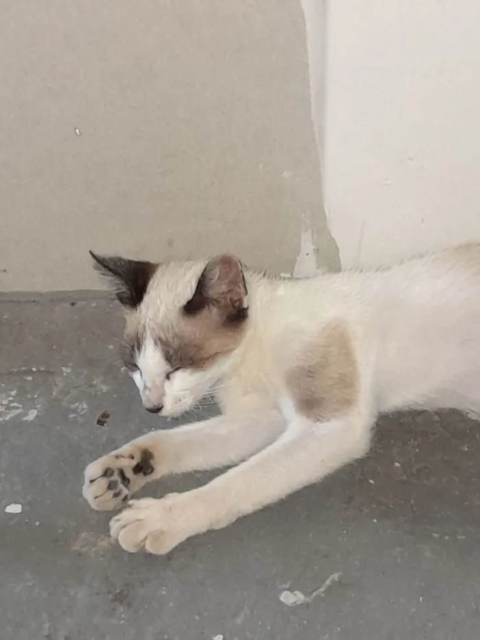 Gato raça SRD-ViraLata idade 2 a 6 meses nome lua