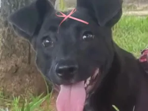 Cachorro raça SRD-ViraLata idade 2 a 6 meses nome Pretinha 