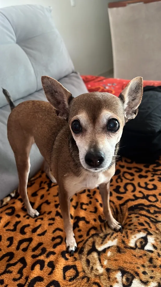 Cachorro raça Pinscher idade 6 ou mais anos nome nega