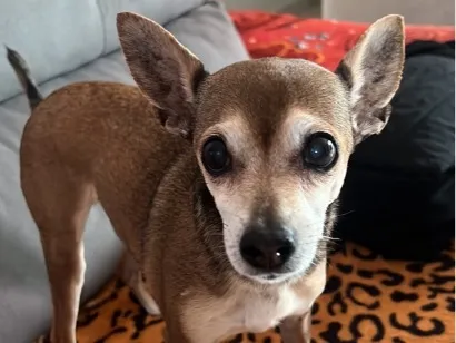 Cachorro raça Pinscher idade 6 ou mais anos nome nega