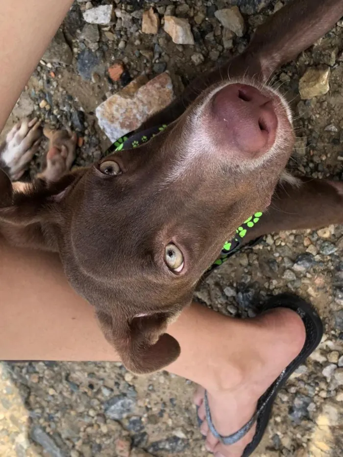 Cachorro raça SRD-ViraLata idade 2 a 6 meses nome sem nome