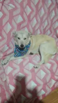 Pingo