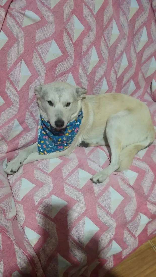 Cachorro raça SRD-ViraLata idade 1 ano nome Pingo
