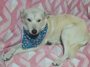 Cachorro raça SRD-ViraLata idade 1 ano nome Pingo