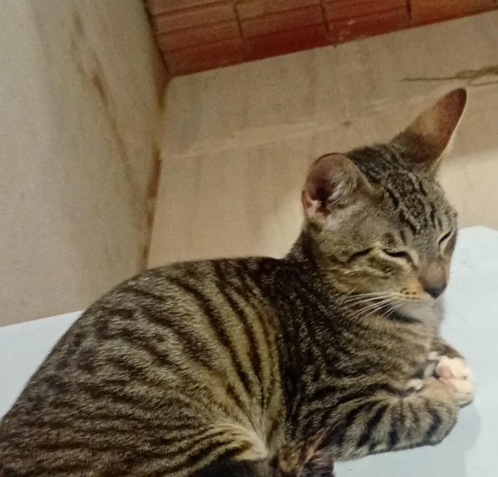 Gato raça SRD-ViraLata idade 2 a 6 meses nome Sem nome